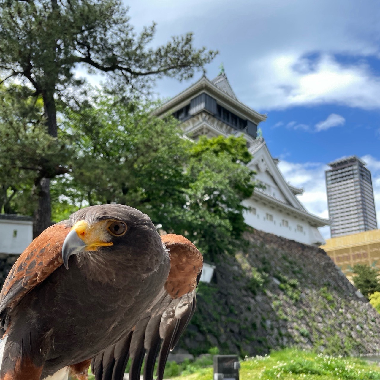 Gfalcon北九州の写真1